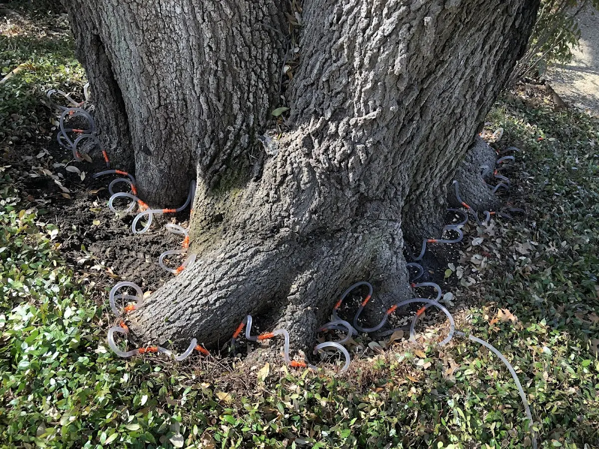 Detailed Tree Cabling and Bracing job site in Destin